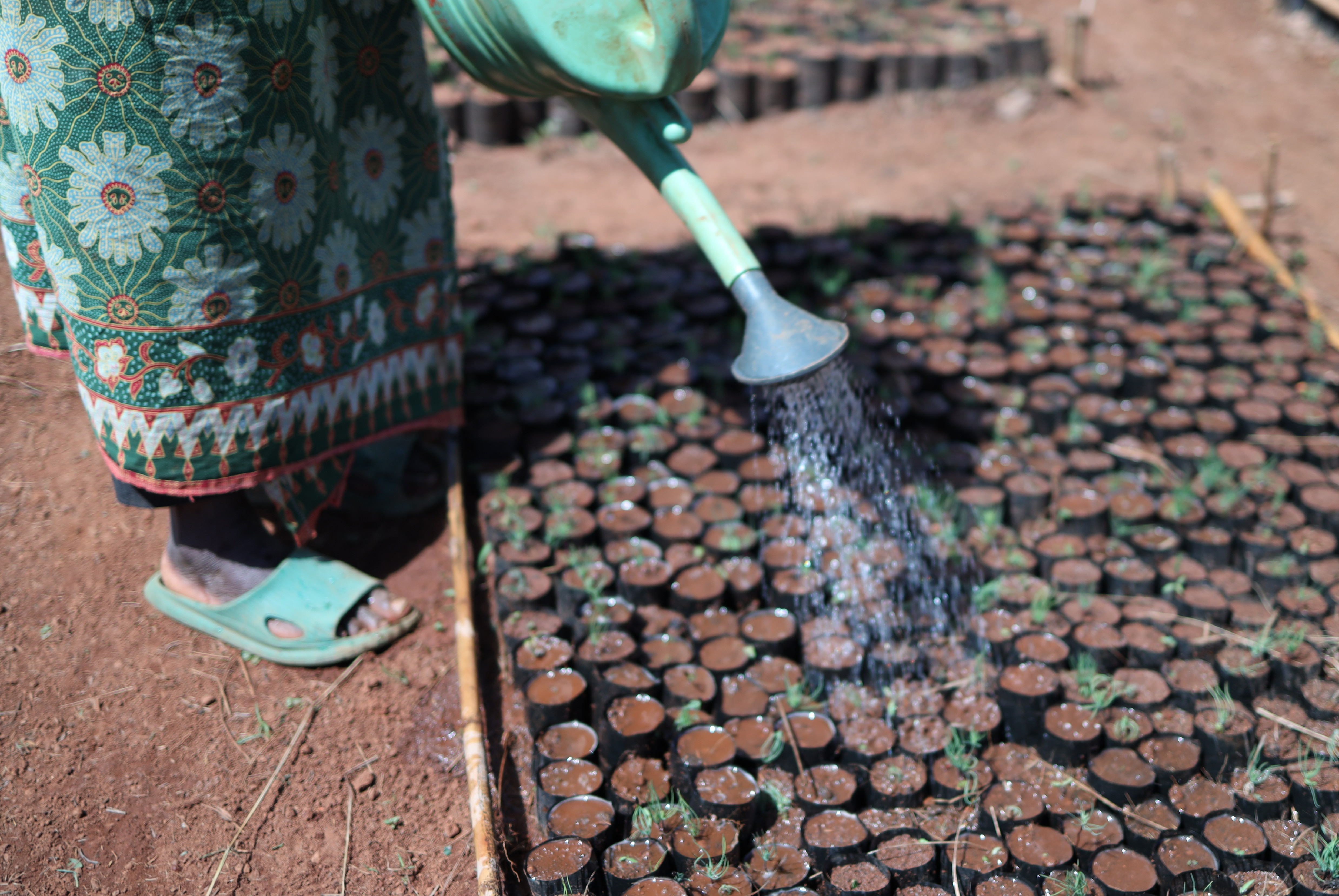 Vandpositive træer og planter